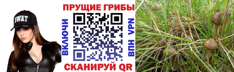 Галлюциногенные грибы GOLDEN TEACHER  Осташков 